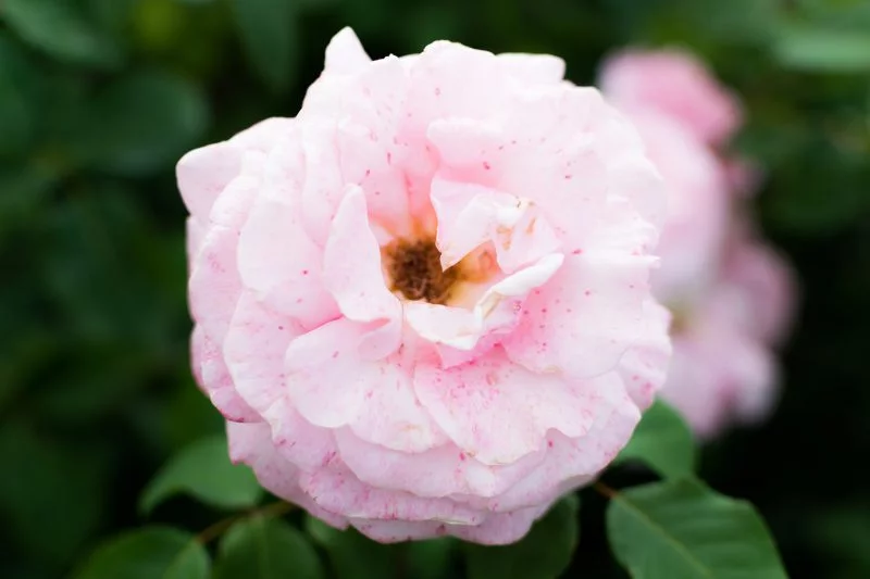 Flower Photography
