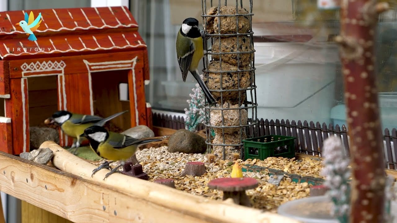 Birb Guy - My Journey to becoming master of birbs and first Lithuania, then the world with them!